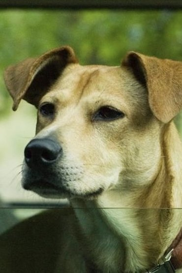 Lucy
