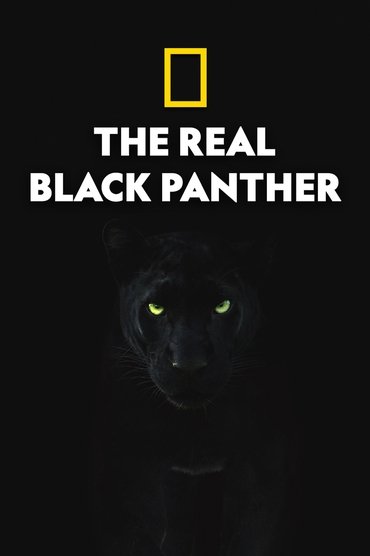 The Real Black Panther