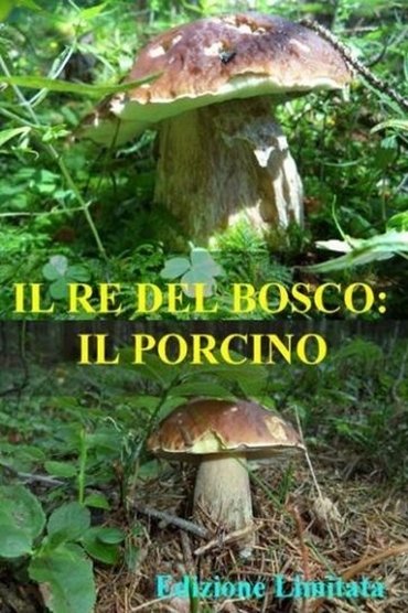 Il re del bosco: il porcino