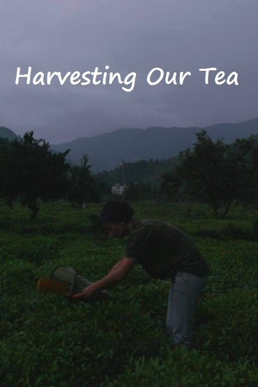 Harvesting Our Tea