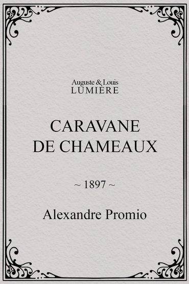Caravane de chameaux