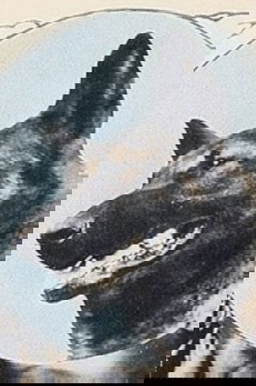 Wolfheart the Dog