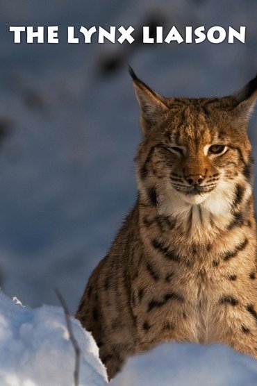The Lynx Liaison