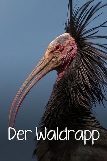 Der Waldrapp: Zugvogel im Aufwind