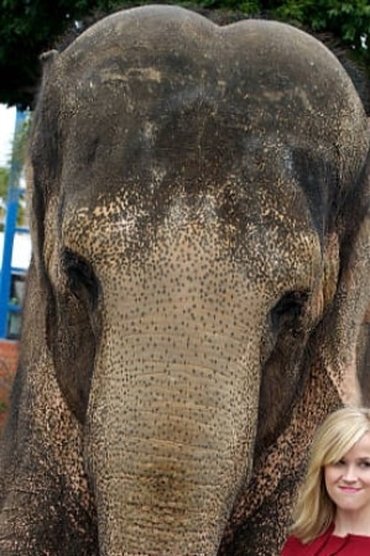 Tai the Elephant