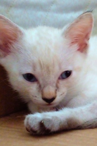 Pipoca Jr