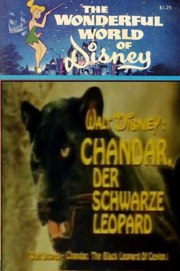 Chandar, the Black Leopard of Ceylon