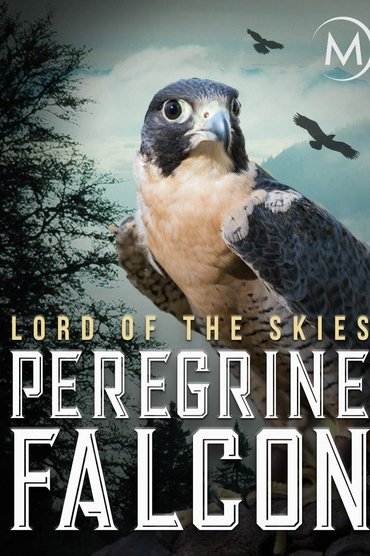 Peregrine Falcon: Lord of the Skies