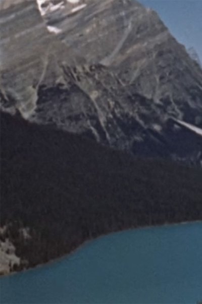 Wildlife in the Rockies Poster