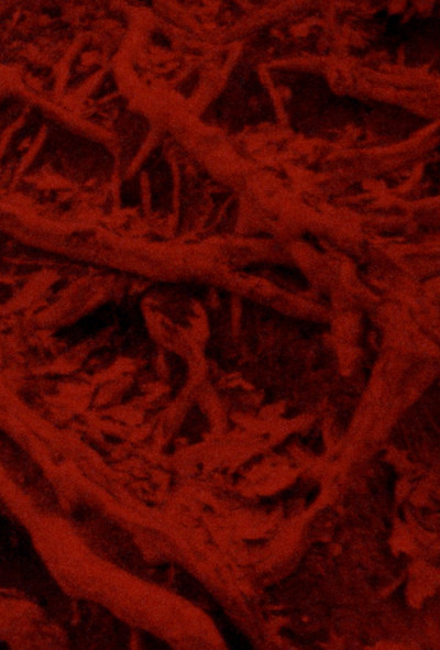 Language of the Entrails