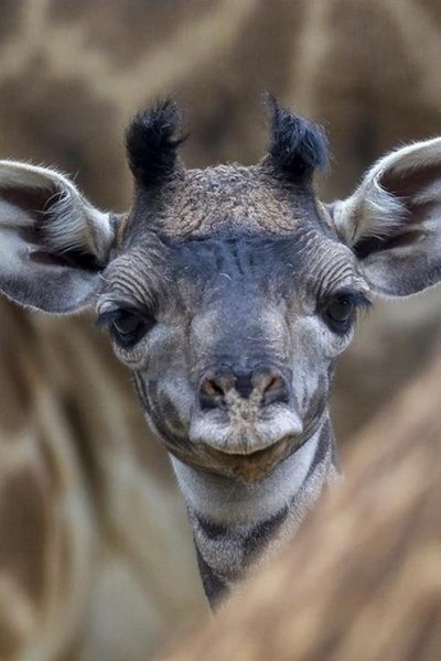 The Last Giraffe Poster