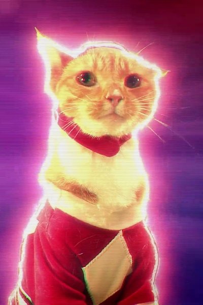 Maru the Cat