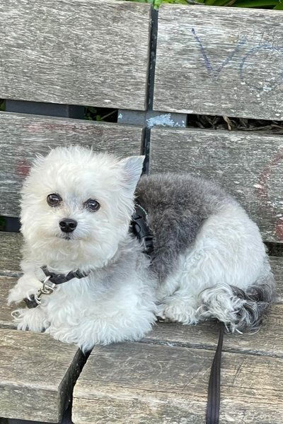 Dixon
