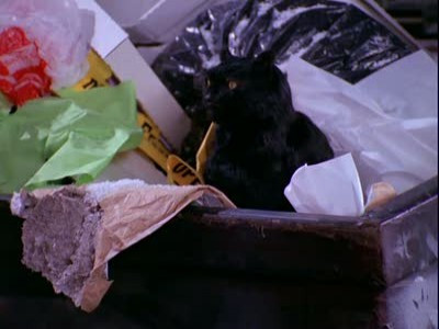 Una chica y su gato poster