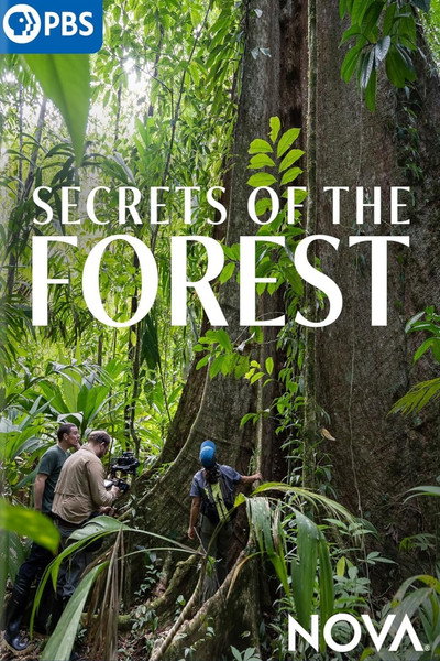 Secrets of the Forest