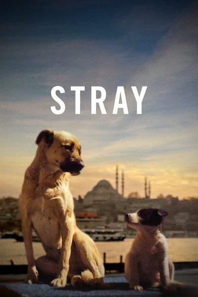 Poster for the movie Stray