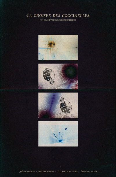 The ladybug crossroads