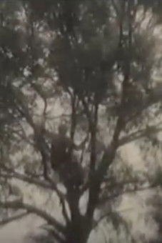 Poster do Filme O documento