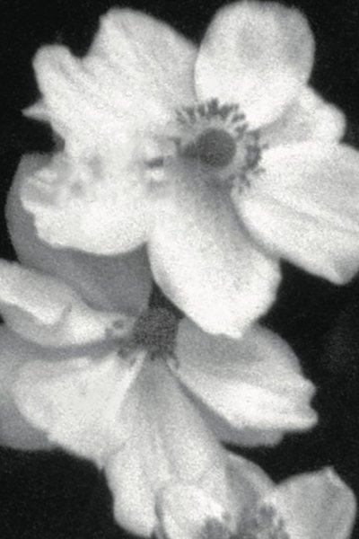 Poster do Filme Weiße Blumen (Für P)
