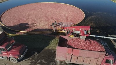Honestly Cranberry