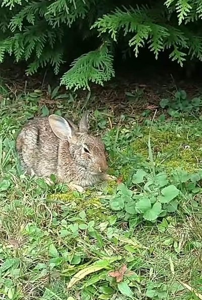 Watch Now!Comforting A Dying Rabbit Full MoviePutlockers-HD