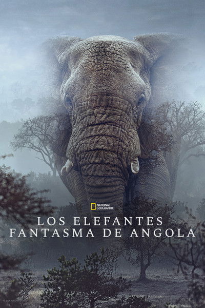 Los elefantes fantasma de Angola