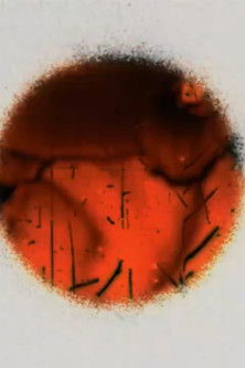 Poster do Filme Cerclitudes II