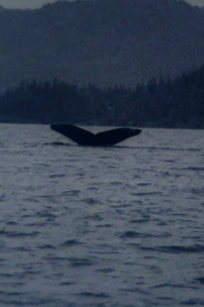 Poster do Filme Whales