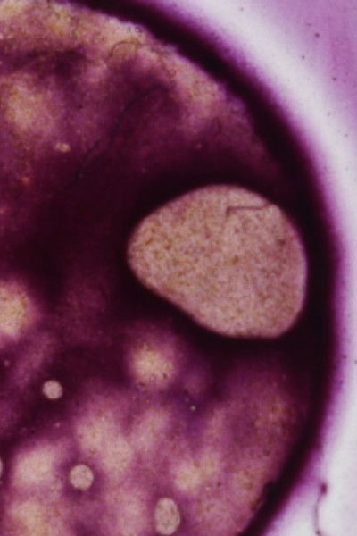 Poster do Filme Phykos