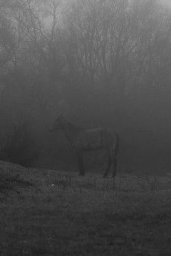 Poster do Filme Plastic Flowers