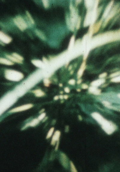 Poster do Filme THE CRAMPED AREA