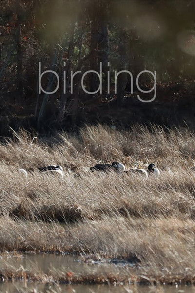 Poster do Filme Birding