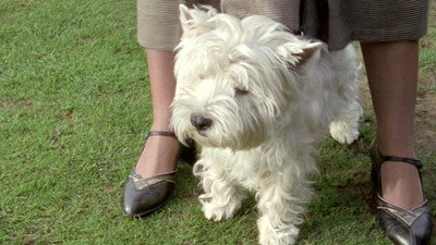 Tuppy and the Terrier