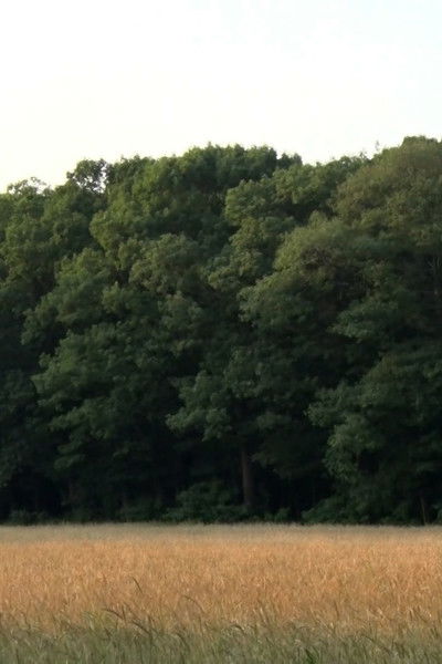 movie poster for Field