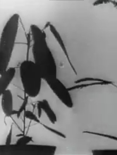 Poster do Filme Kinematographische Studien an Impatiens, Vicia, Tulipa, Mimosa und Desmodium von W. Pfeffer (1898-1900)