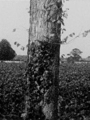 Poster do Filme Treeline