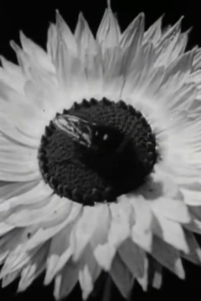 Poster do Filme Floral Co-operative Societies