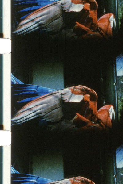 Poster do Filme Glossolalia