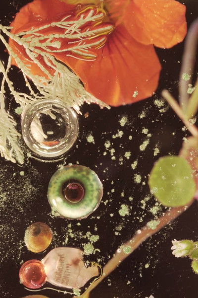 Poster do Filme The Infernal Grove