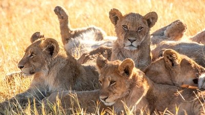 Under Siege