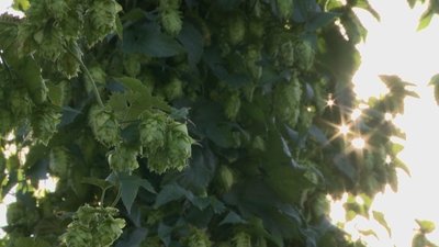 Hops