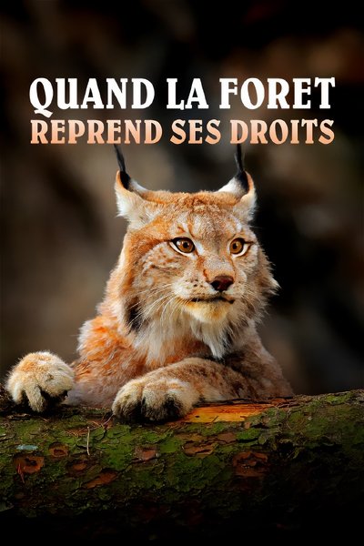 Quand la forêt reprend ses droits - Le parc national de la forêt de Bavière poster Quand la forêt reprend ses droits - Le parc national de la forêt de Bavière