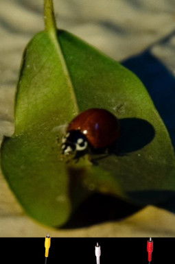 Poster do Filme Surdez