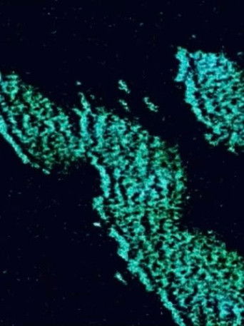 Poster do Filme Cicada