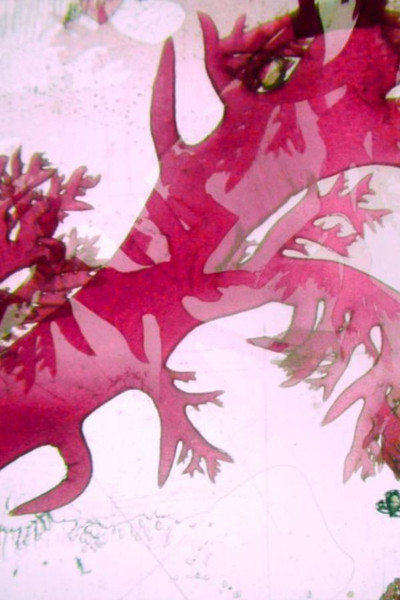 Poster do Filme Velella Velella