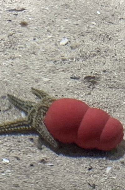 Poster do Filme Atlantaquaria