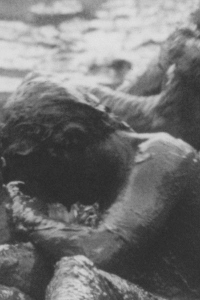 movie poster for Meta Ekologi