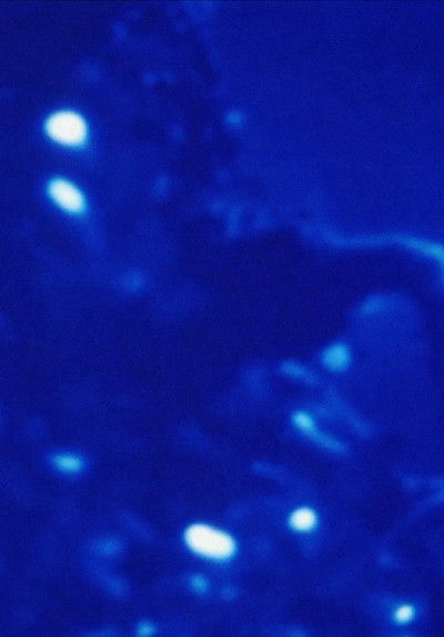 Poster do Filme Morfología de un sueño