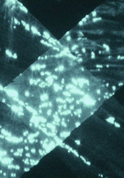 movie poster for Light Trap