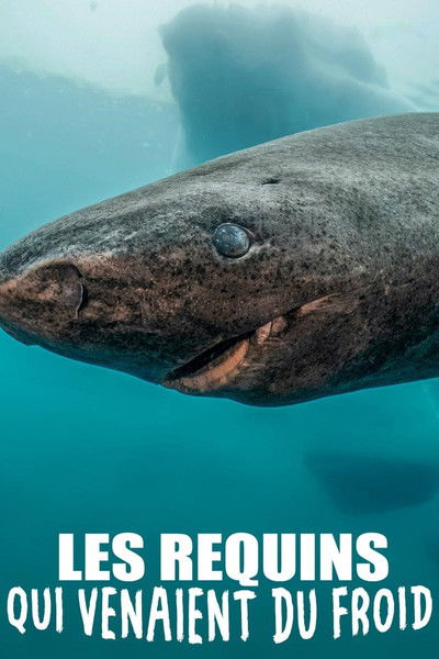 Poster do Filme Les requins qui venaient du froid